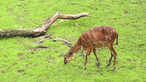 Sika Deer Grazing in a Green Pasture