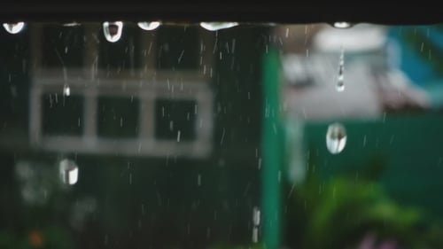 Raindrops Falling in Garden on a Rainy Day