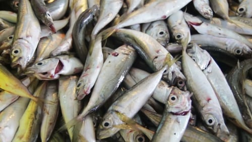 Fresh Fish On The Counter Market