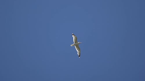Möwe fliegt im Himmel vor dem Hintergrund des blauen Himmels