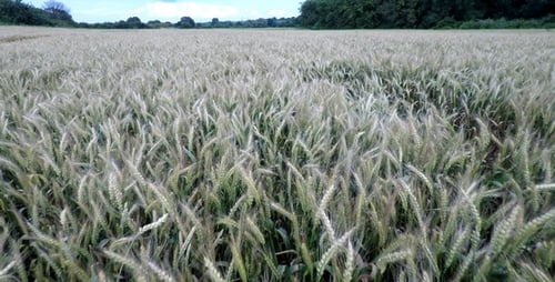 Aerial Footage Of Wheatfield 4