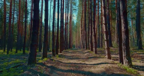Morning Walk in Beautiful Pine Forest in Summer Strolling Over Path Between Trees Prores