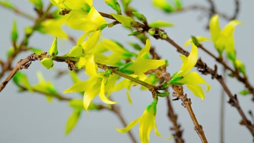 Bright Yellow Spring Flowers Blooming on Branches