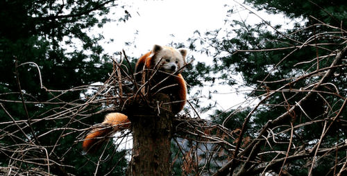 Red Panda Resting in Tree, Forest Setting