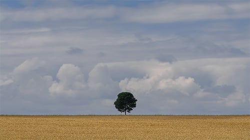 Lonely Tree in The Field