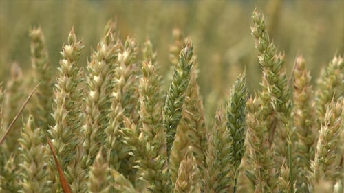 Close up view of a wheat field