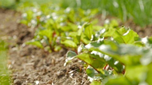 Jeunes betteraves poussant dans un jardin écologique.