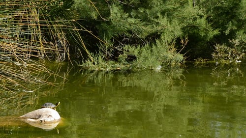 Schildkröte auf dem Rock Lake