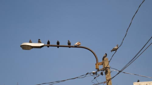 Pigeons Perched on a Street Lamp on Clear Day
