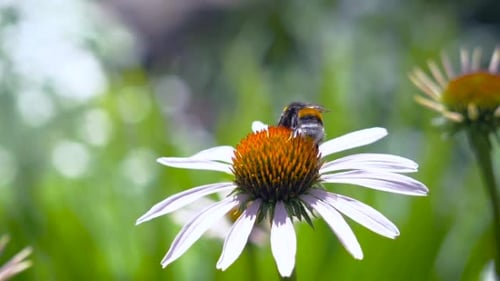 Bumblebee on Coneflower in a Sunny Garden