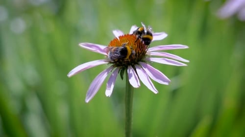 Bumblebees Pollinating Coneflower in Summer Garden