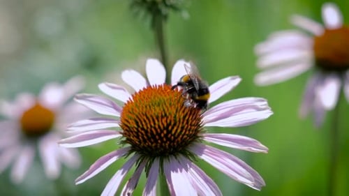 Bumblebee on Violet Flower in Sunny Garden