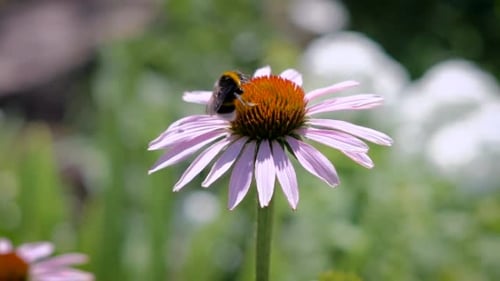 Bumble Bee Pollinating Purple Coneflower in Sunny Garden