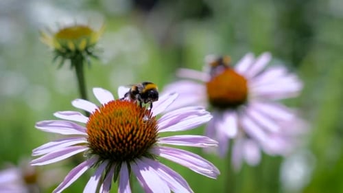 Bumblebee Pollinating Purple Coneflower in Summer Garden