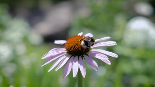 Bumblebee Pollinating Purple Coneflower in Summer Garden