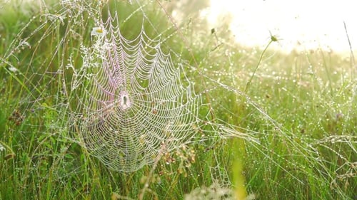 Spider on a Web.