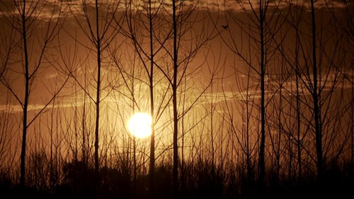 Sun Shining Through Silhouetted Bare Trees at Sunset