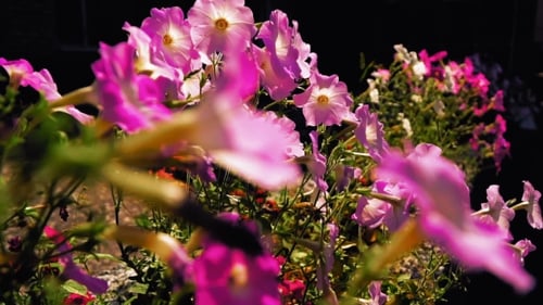 Belles fleurs dans le parterre de fleurs.