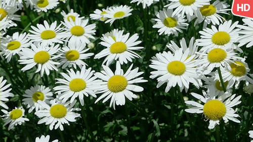 Field of White and Yellow Daisies Blooming