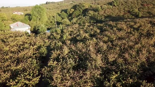 hazelnut garden