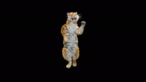 Tiger Tanzen 4K