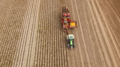 Harvesting Potatoes on the Field