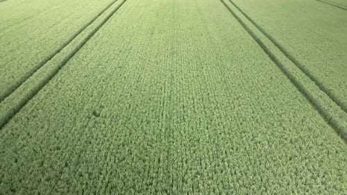 aerial fly over green wheat crop field with tractor tracks