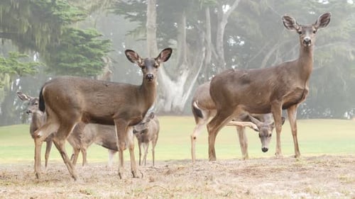 Group of Wild Deer Standing in Forest Clearing