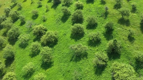 Über einem Apfelgarten fliegen. Lebendige grüne Wiese und Bäume in Reihen