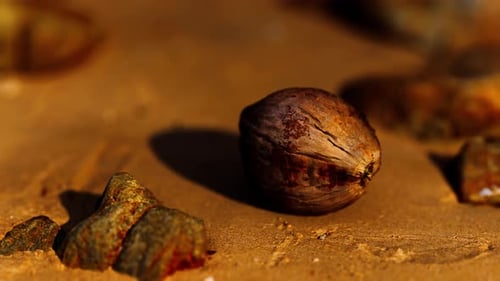 Coconut on Sand Beach at Sunset