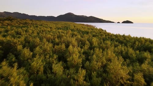 Cinematic move at mangrove forest