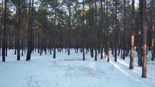 Durch den Winterwald bei Sonnenuntergang