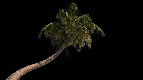 Seamless Looping Swaying Palm Tree with Alpha Channel