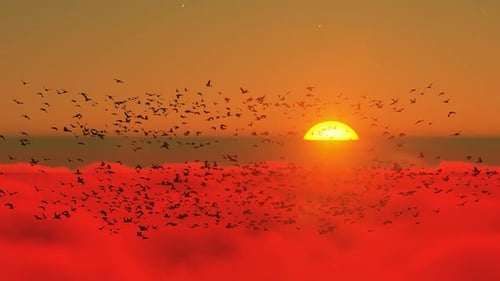 Sunset View from Above the Clouds and Flock of Birds