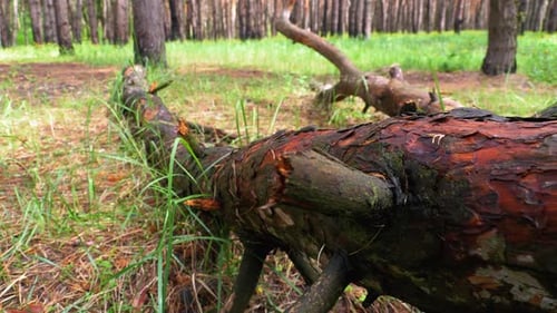 Geschälter Baum im Wilden Wald. Kamera bewegt sich in Woodland. Log liegt auf grünen Pflanzen