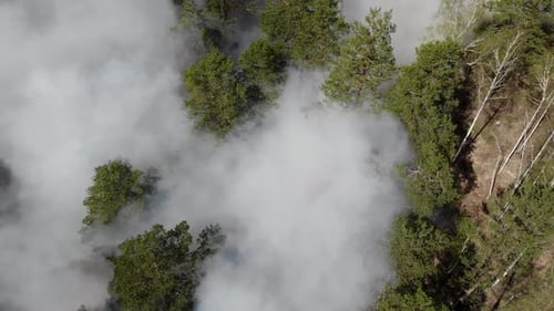 Top View of an Invincible Forest Fire