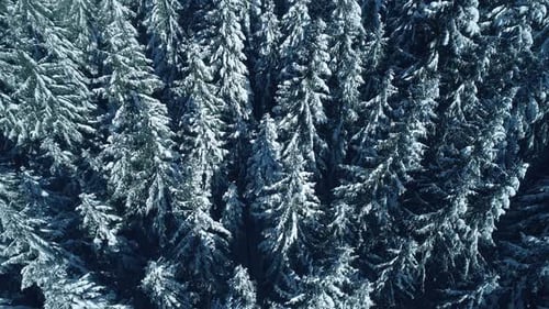Winter Season Spruce and Pine Trees Covered with Snow. Aerial Top Down Flyover Shot of Winter Forest