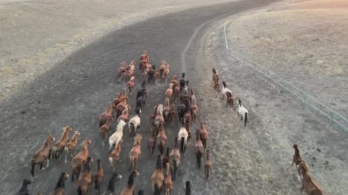 Wild Horses Running