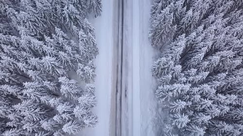 Aerial Flight Over Winter Forest with Road