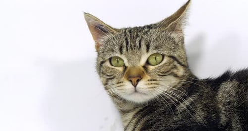 Brown Tabby Hauskatze, Porträt einer Pussy auf weißem Hintergrund, Zeitlupe 4K