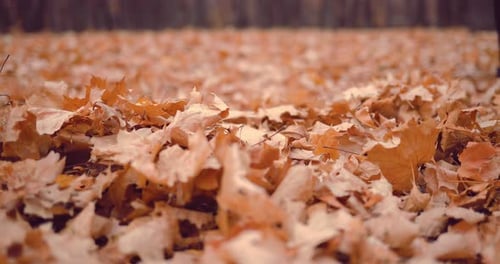 Legs Walking Outdoors in Autumn Park