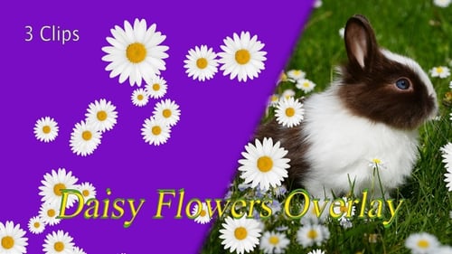 Animated Daisy Flower Falling Overlay