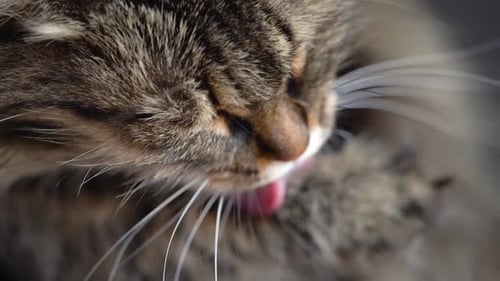 Nette Tabby-Hauskatze, die sich aus nächster Nähe wäscht Zeitlupe