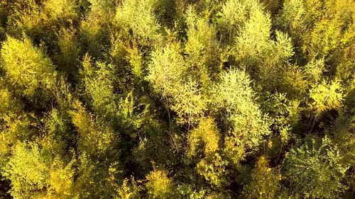 Autumn forest with bright orange and yellow leaves. Dense woods in sunny fall weather.