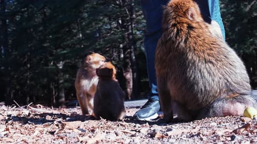 Female Brown Monkey with Baby Sitting Beside Asphalt Road on Sunny Weather
