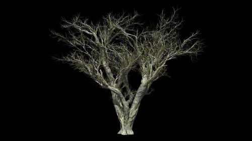 Isolated Bare Tree Slowly Rotating 3D Animation
