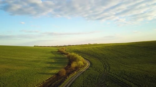 Aerial view of bright green agricultural farm field with growing rapeseed plants and cross country