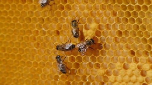 Colonie d'abeilles. Les abeilles ouvrières constituent la majorité de la ruche. Culture d'abeilles, larve d'abeilles.