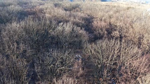 Winter Forest Landscape. Aerial view of forest covered with snow