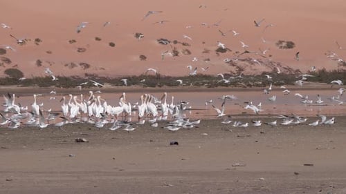 Group of terns birds and pelican on the beach